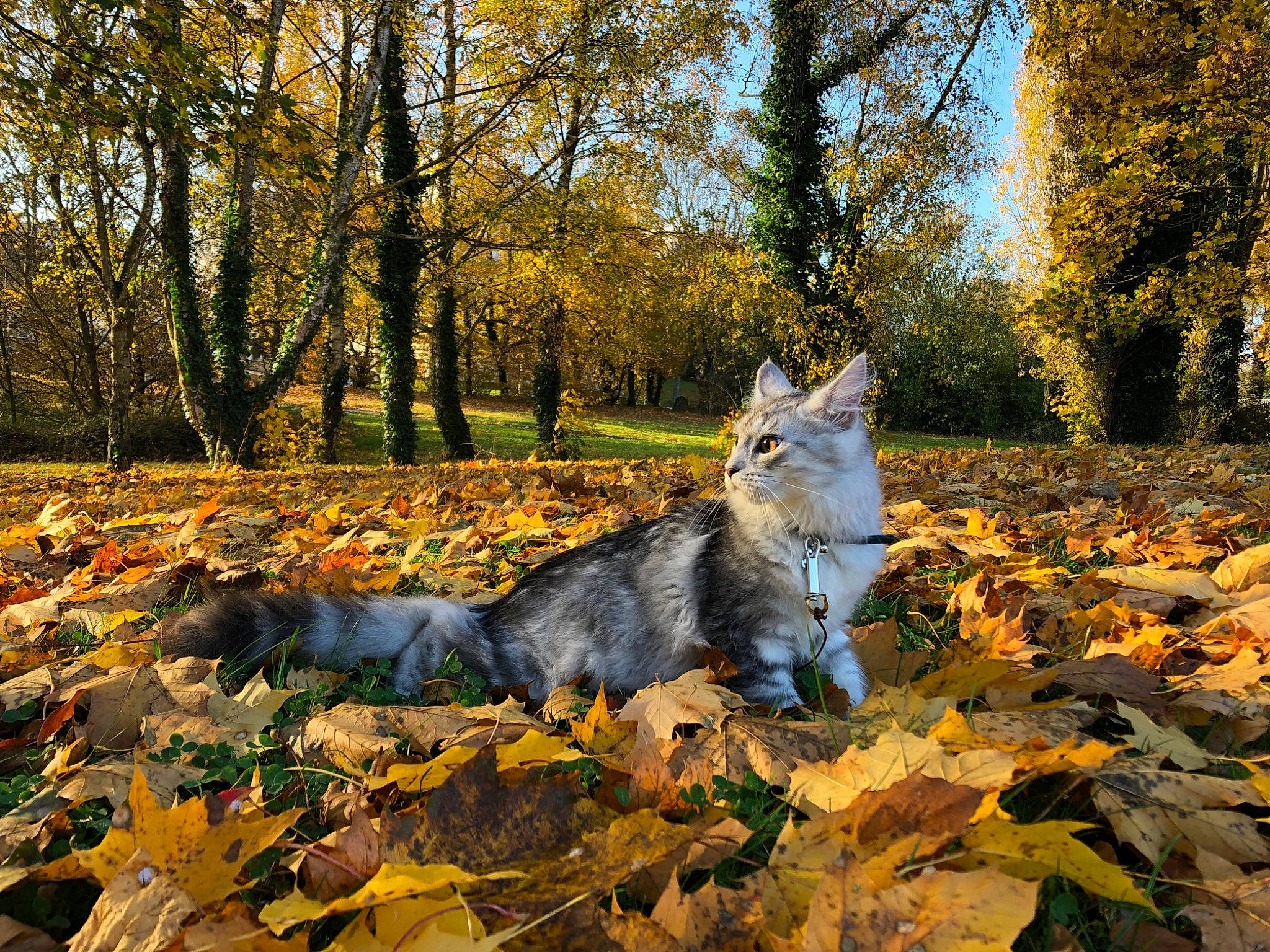 Caprice participe au concours pour gagner de l'argent avec cette photo : autumn, canidae, carnivore, deciduous, fawn, forest, leaf, northern_hardwood_forest, plant, sunlight, tail, temperate_broadleaf_and_mixed_forest, tree, trunk, wildlife, wolfdog, wood, woodland, woody_plant