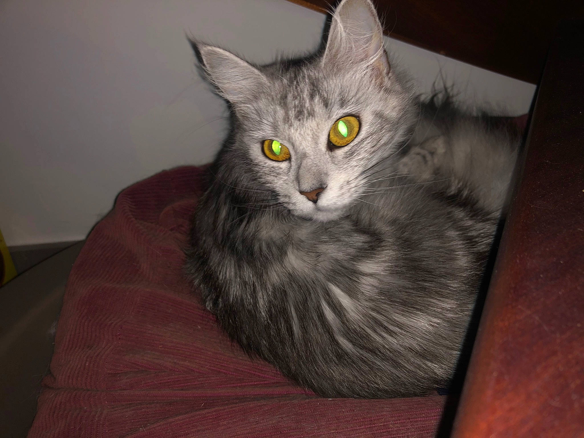 Caprice a rejoint le concours — aidez-le/la à gagner de superbes lots ! asian, asian_semi_longhair, australian_mist, british_semi_longhair, carnivore, cat, domestic_long_haired_cat, domestic_short_haired_cat, european_shorthair, felidae, korat, maine_coon, mammal, nebelung, norwegian_forest_cat, ragamuffin, siberian, small_to_medium_sized_cats, vertebrate, whiskers