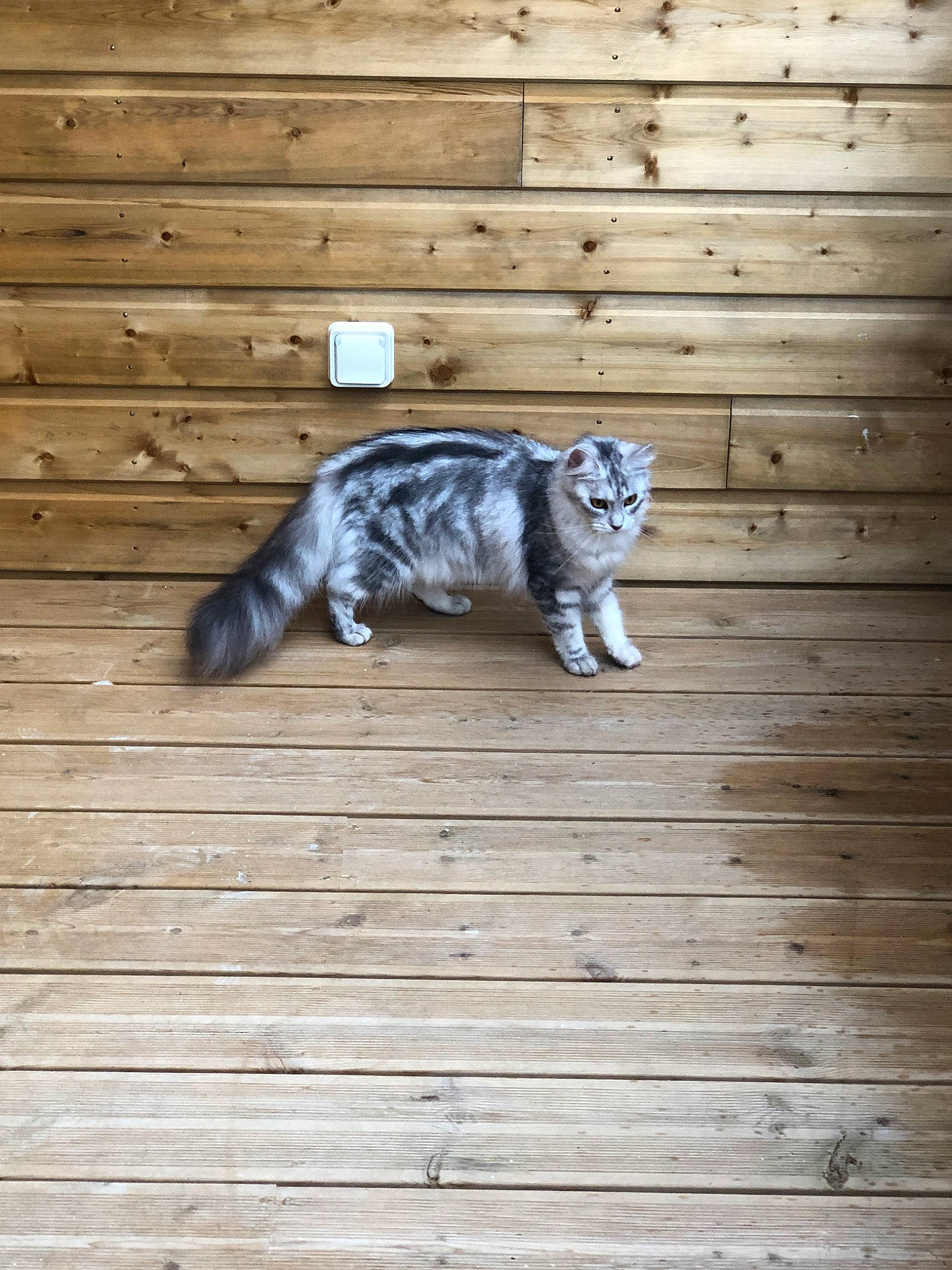 Caprice a rejoint le concours — aidez-le/la à gagner de superbes lots ! bengal, british_shorthair, carnivore, cat, domestic_short_haired_cat, european_shorthair, felidae, floor, hardwood, kitten, scottish_fold, small_to_medium_sized_cats, tabby_cat, tail, whiskers, wood