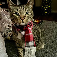 Sam is registered to the contest to win money with this photo: animal, blurred_background, cat, couch, cozy, curious, domestic, furniture, gray, household, indoor, living_room, pet, plaid, plastic_bag, scarf, sitting, tabby, television, whiskers