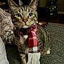 animal, blurred_background, cat, couch, cozy, curious, domestic, furniture, gray, household, indoor, living_room, pet, plaid, plastic_bag, scarf, sitting, tabby, television, whiskers