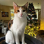 Chanel joined the competition — help win amazing prizes! cat, calico_cat, indoor, living_room, christmas_tree, holiday_decor, furniture, perch, pet, animal, domestic_cat, curious, sitting, soft_texture, cozy, decorations, lights, tree, festive, home