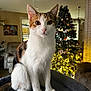 cat, calico_cat, indoor, living_room, christmas_tree, holiday_decor, furniture, perch, pet, animal, domestic_cat, curious, sitting, soft_texture, cozy, decorations, lights, tree, festive, home