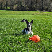 Looky a rejoint le concours — aidez-le/la à gagner de superbes lots ! animal, ball, canine, daytime, dog, field, forest, grass, green, leisure, nature, outdoor, park, pet, play, relax, summer, sunlight, tongue, tree