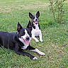 Looky participe au concours pour gagner de l'argent avec cette photo : animal, black_and_white, canine, dog, ears_up, grass, greenery, happy, lawn, nature, outdoor, pet, playful, relaxing, resting, shrub, summer, sunny, tongue_out, two_dogs