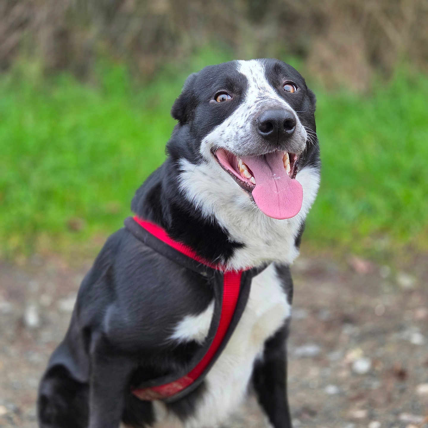 Tango a rejoint le concours — aidez-le/la à gagner de superbes lots ! dog, canine, pet, black_and_white, sitting, outdoor, grass, harness, tongue_out, happy, animal, mammal, nature, closeup, portrait, friendly, playful, paw, fur, smiling
