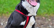 Tango a rejoint le concours — aidez-le/la à gagner de superbes lots ! dog, black_and_white, red_harness, sitting, tongue_out, happy, pet, canine, outdoor, grass, path, nature, animal, fur, muzzle, ears, paw, excited, blurred_background, smiling