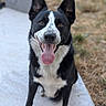 Tango participe au concours pour gagner de l'argent avec cette photo : dog, black_and_white, sitting, tongue_out, ears_up, outdoor, pet, canine, happy, animal, portrait, grass, concrete, close_up, friendly, playful, cute, domestic_animal, fur, snout