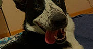 Tango a rejoint le concours — aidez-le/la à gagner de superbes lots ! animal, bed, black_and_white, blanket, canine, colorful, dog, ears, expression, fur, happy, indoor, looking_back, nose, painting, pet, playful, resting, tongue_out, wall
