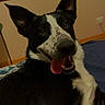 animal, bed, black_and_white, blanket, canine, colorful, dog, ears, expression, fur, happy, indoor, looking_back, nose, painting, pet, playful, resting, tongue_out, wall