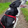 Tango a rejoint le concours — aidez-le/la à gagner de superbes lots ! dog, black_and_white, canine, pet, harness, outdoor, grass, path, sitting, tongue_out, happy, side_view, animal, nature, fur, muzzle, ears, walk, companion, friendly