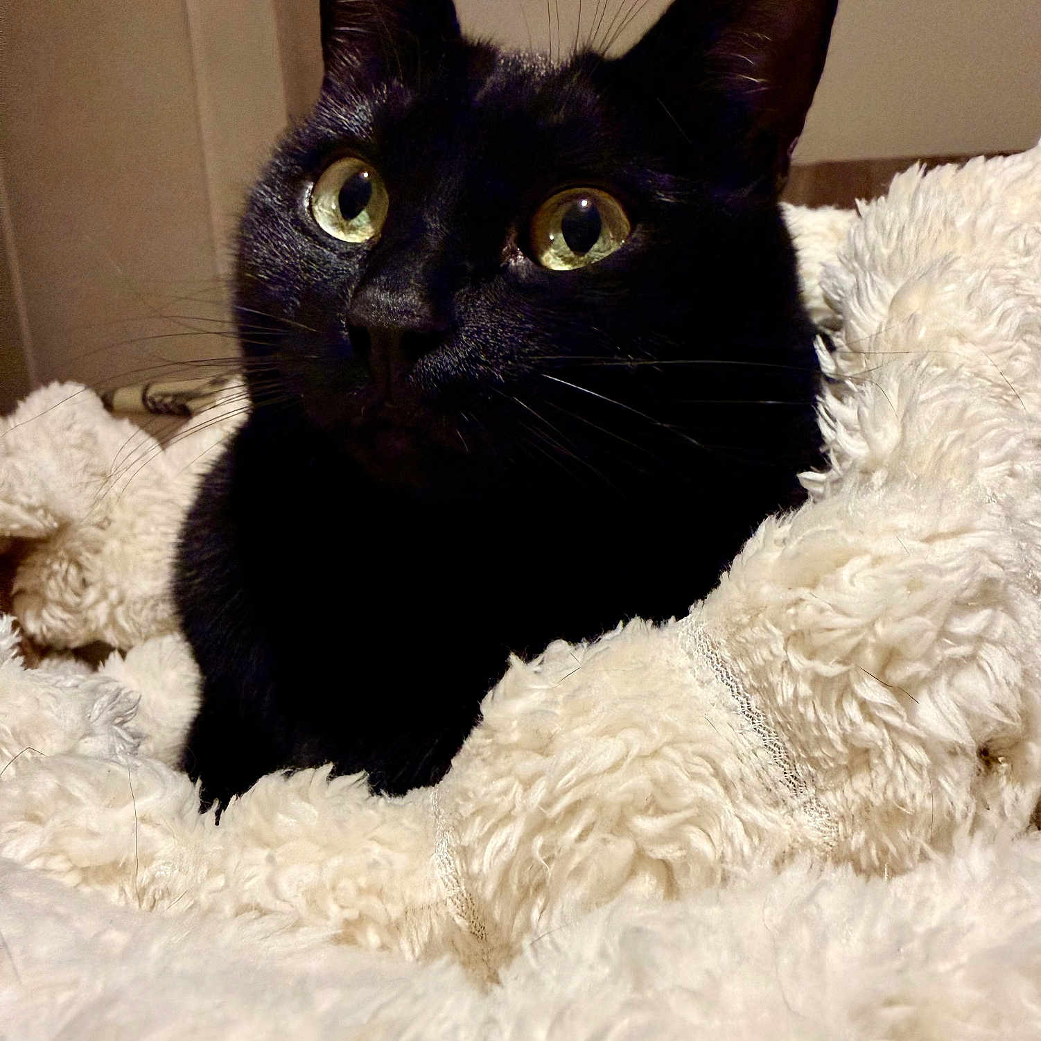 Elia a rejoint le concours — aidez-le/la à gagner de superbes lots ! animal, black_cat, blanket, cat, close_up, comfort, cozy, curious, cute, domestic_cat, eyes, feline, fur, indoor, pet, portrait, resting, soft_texture, warm, whiskers