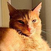 éden a rejoint le concours — aidez-le/la à gagner de superbes lots ! animal, cat, close_up, cozy, cute, domestic_cat, ears, face, feline, fur, ginger_cat, indoor, mammal, nap, pet, portrait, relaxed, soft, sunlight, whiskers