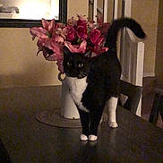 Blake is registered to the contest to win money with this photo: black_and_white_cat, bouquet, cat, chair, decor, domestic_cat, feline, flowers, household, indoor, lighting, pet, pink_flowers, plant, room, staircase, table, tuxedo_cat, vase, wooden_table