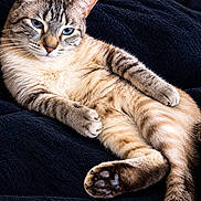 Pablo joined the competition — help win amazing prizes! animal, blanket, blue_eyes, cat, close_up, cozy, feline, fur, indoor, lounging, lying_down, paws, pet, portrait, relaxed, striped_fur, tabby, toe_beans, whiskers, yellow_background