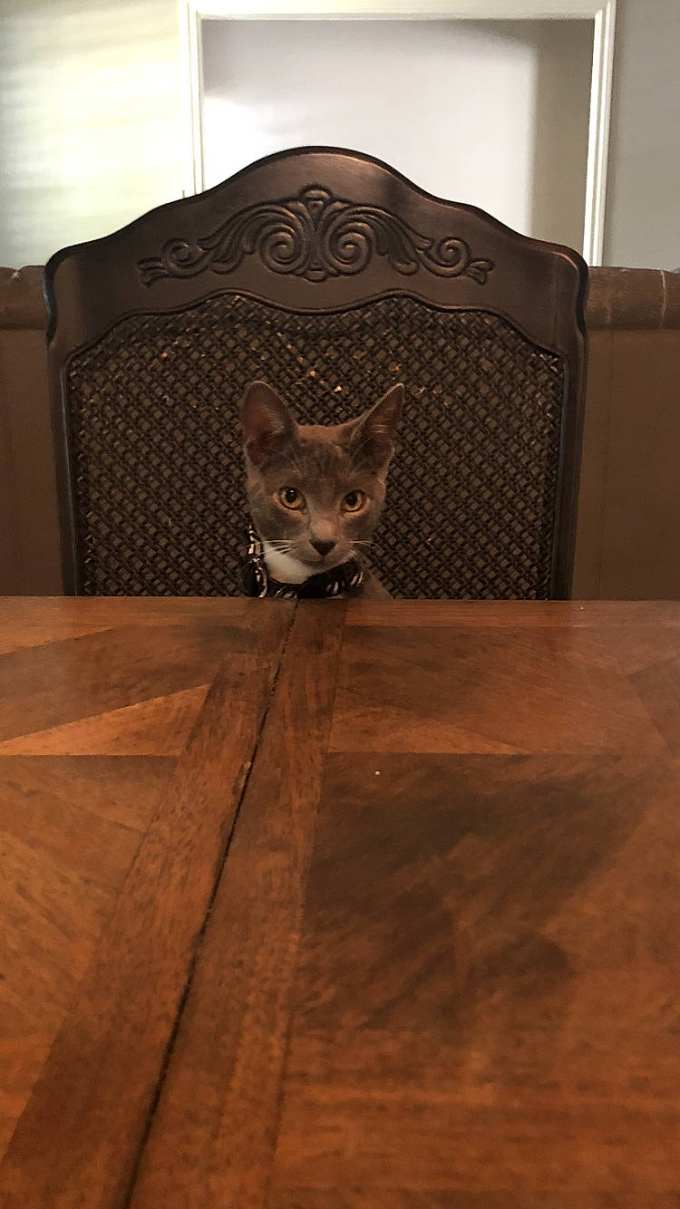 Hopper is registered to the contest to win money with this photo: brown, carnivore, cat, chair, fawn, felidae, floor, flooring, fur, hardwood, laminate_flooring, plywood, room, small_to_medium_sized_cats, snout, tail, whiskers, wood, wood_flooring, wood_stain