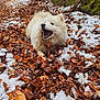 Yume a rejoint le concours — aidez-le/la à gagner de superbes lots ! dog, white_dog, forest, leaves, snow, moss, rocks, outdoor, nature, canine, animal, happy, playful, winter, autumn, tree, path, fur, pet, wildlife