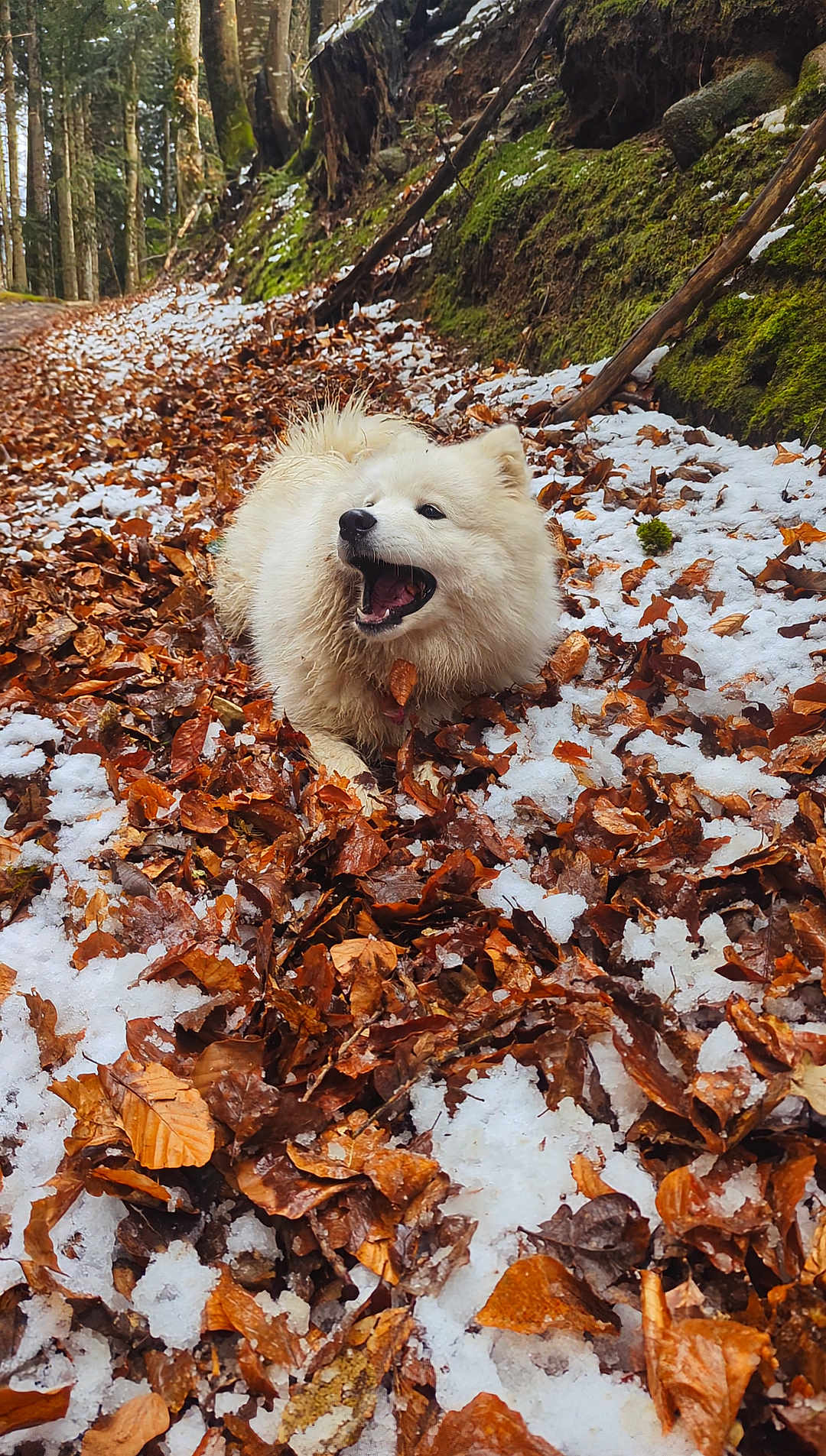 Yume a rejoint le concours — aidez-le/la à gagner de superbes lots ! dog, white_dog, forest, leaves, snow, moss, rocks, outdoor, nature, canine, animal, happy, playful, winter, autumn, tree, path, fur, pet, wildlife
