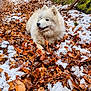 Yume participe au concours pour gagner de l'argent avec cette photo : dog, white_dog, fluffy, forest, leaves, snow, autumn, outdoor, nature, path, moss, tree, woodland, animal, canine, pet, happy, resting, fur, scenery