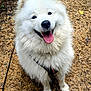 dog, white, fluffy, happy, tongue_out, outdoor, gravel, path, pet, canine, fur, smiling, playful, nature, animal, ears, looking_up, collar, cute, friendly