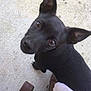 dog, black_dog, pet, animal, curious, looking_up, ears, concrete_floor, foot, chair_leg, outdoor, close_up, cute, companion, small_dog, domestic_animal, friendly, alert, brown_eyes, pavement