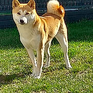 Akira a rejoint le concours — aidez-le/la à gagner de superbes lots ! dog, shiba_inu, outdoor, grass, fence, pet, canine, animal, sunlight, tail, alert, standing, fur, ears, mammal, backyard, nature, daylight, cute, companion
