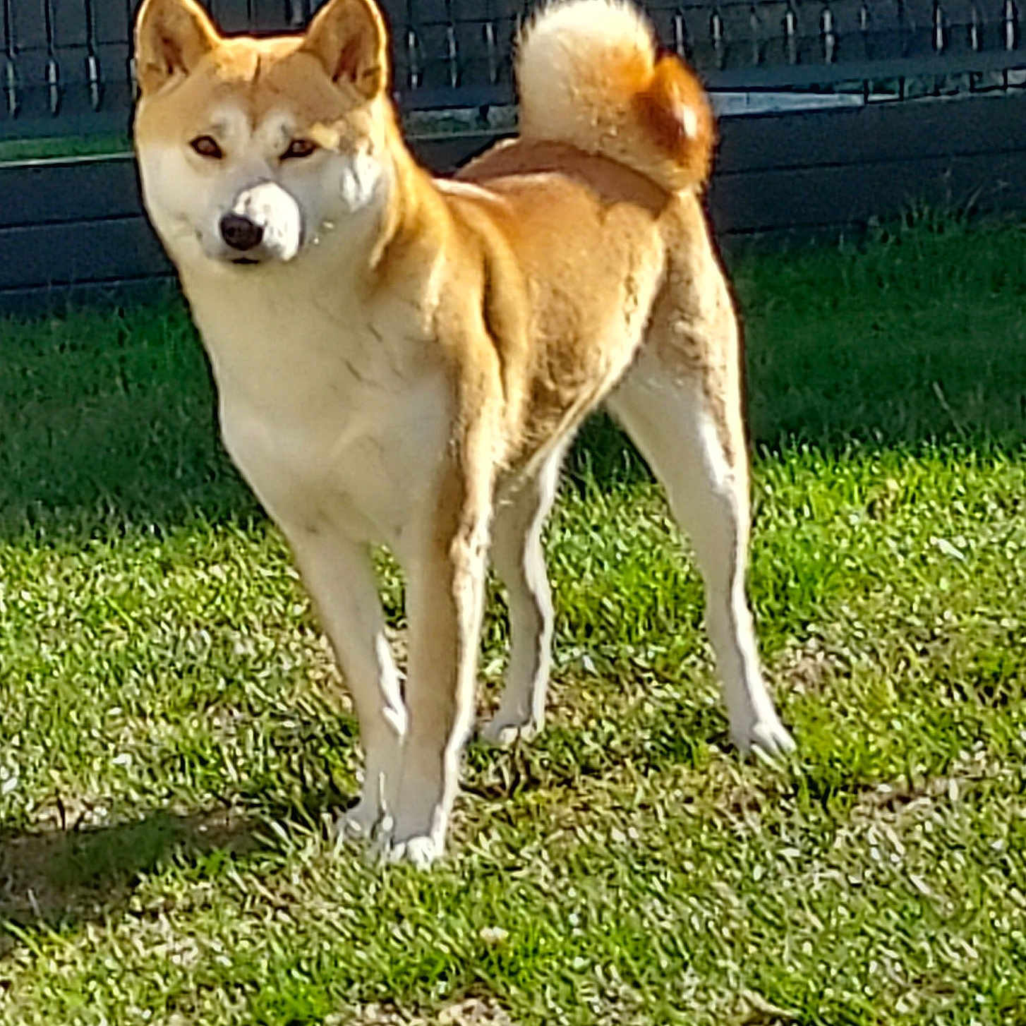 Akira a rejoint le concours — aidez-le/la à gagner de superbes lots ! alert, animal, backyard, canine, companion, cute, daylight, dog, ears, fence, fur, grass, mammal, nature, outdoor, pet, shiba_inu, standing, sunlight, tail