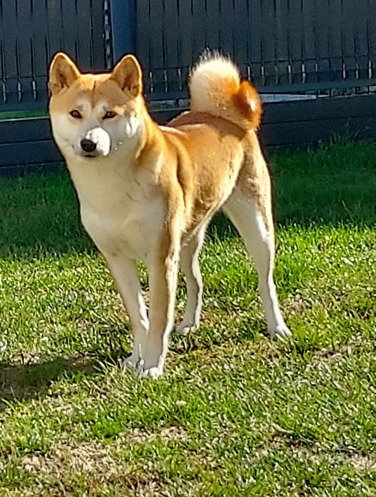 Akira a rejoint le concours — aidez-le/la à gagner de superbes lots ! dog, shiba_inu, outdoor, grass, fence, pet, canine, animal, sunlight, tail, alert, standing, fur, ears, mammal, backyard, nature, daylight, cute, companion