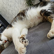 Plume a rejoint le concours — aidez-le/la à gagner de superbes lots ! cat, tabby, sleeping, indoor, fur, paws, relaxed, cozy, gray_surface, furniture, fireplace, houseplant, napping, pet, whiskers, closeup, domestic_cat, resting, cute, animal