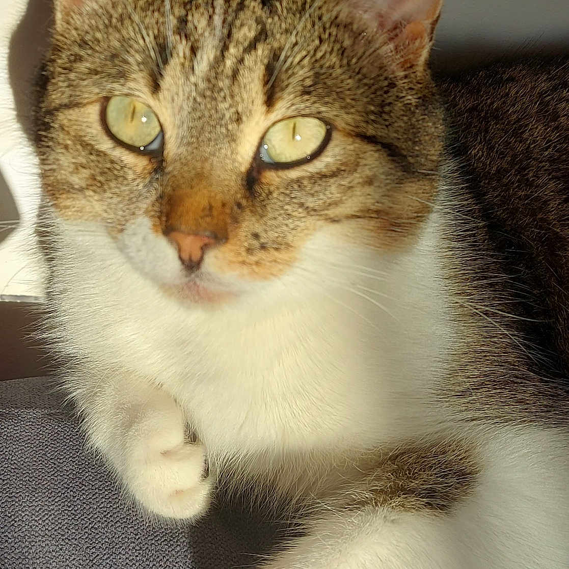 Wapiti participe au concours pour gagner de l'argent avec cette photo : animal, calm, cat, close_up, cute, domestic_animal, feline, fur, indoor, light, paw, pet, portrait, relaxed, resting, shadow, sunlight, tabby, texture, whiskers