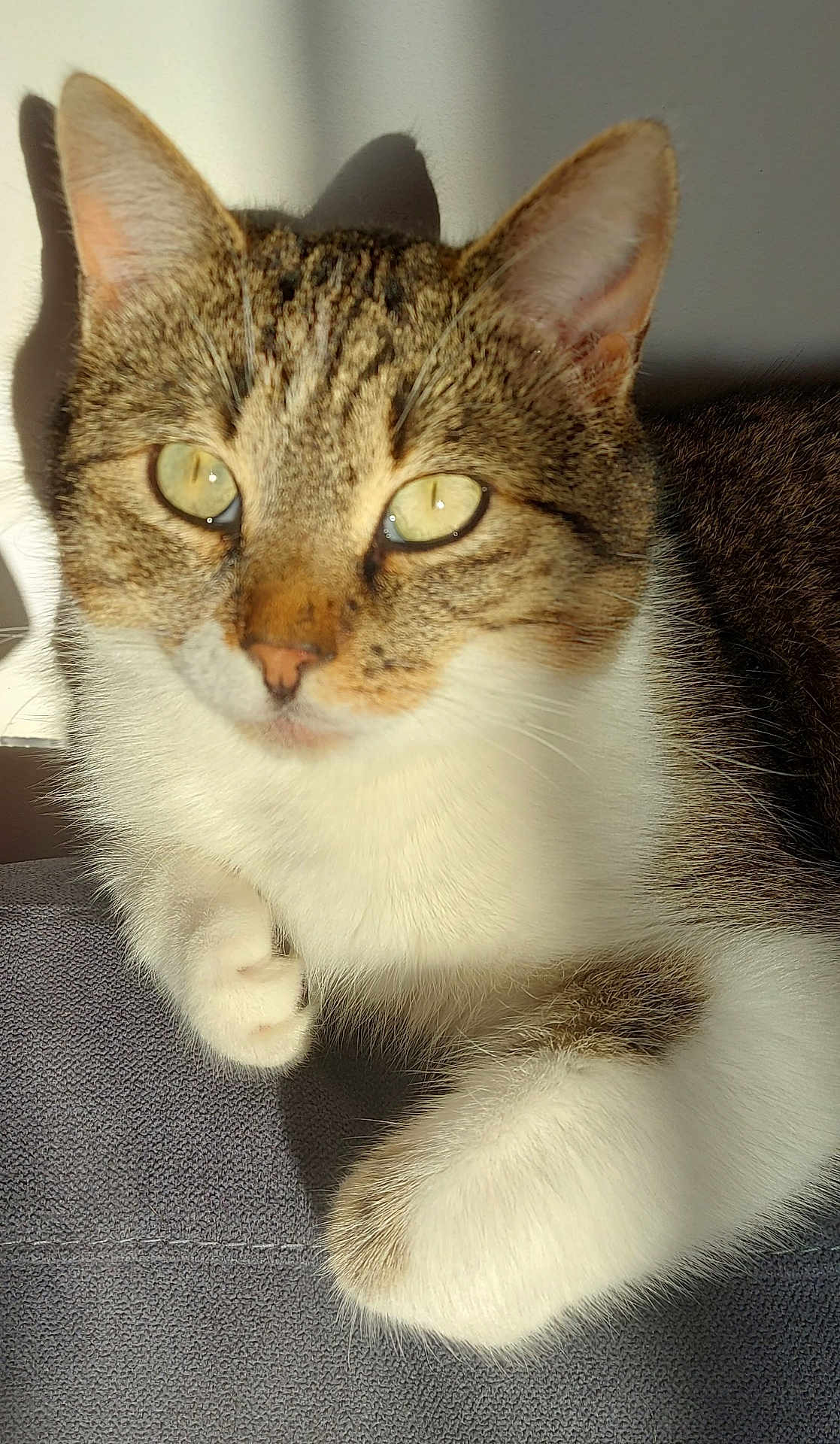 Wapiti participe au concours pour gagner de l'argent avec cette photo : cat, tabby, close_up, sunlight, shadow, paw, relaxed, feline, domestic_animal, whiskers, fur, pet, indoor, animal, light, texture, resting, cute, calm, portrait