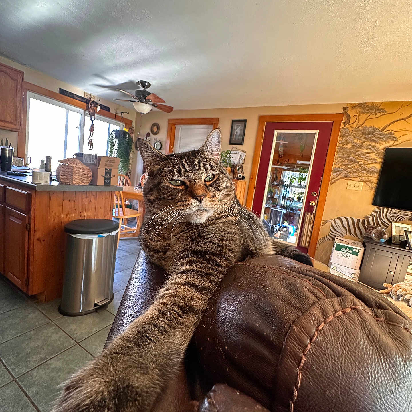 Brutis is registered to the contest to win money with this photo: animal, appliance, architecture, building, cat, computerhardware, couch, electronics, furniture, hardware, indoors, interiordesign, livingroom, monitor, pet, plant, pottedplant, room, screen, wood