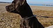 Ona participe au concours pour gagner de l'argent avec cette photo : animal, beach, black_dog, calm, canine, clouds, collar, concrete, daytime, dog, leash, nature, outdoor, pet, sand, seaside, side_view, sitting, sky, sunlight
