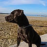 animal, beach, black_dog, calm, canine, clouds, collar, concrete, daytime, dog, leash, nature, outdoor, pet, sand, seaside, side_view, sitting, sky, sunlight