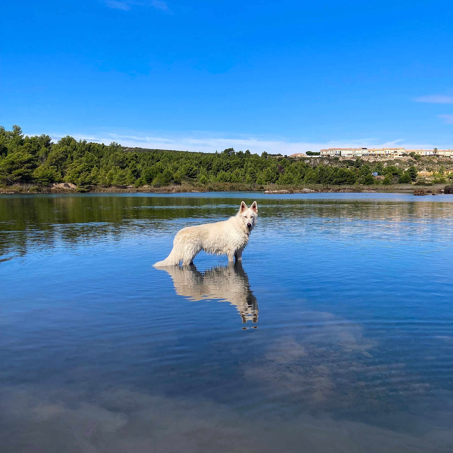 Tao participe au concours pour gagner de l'argent avec cette photo : animal, boat, canine, canoe, canoeing, dog, lake, leisureactivities, nature, outdoors, person, pet, pond, rowboat, scenery, sky, sport, transportation, vehicle, water