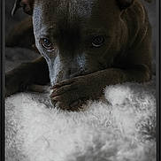 Aika participe au concours pour gagner de l'argent avec cette photo : dog, canine, pet, portrait, close_up, paws, eyes, sleepy, resting, blanket, fur, dark_background, moody, indoor, cuddly, expression, stare, whiskers, ears, cozy