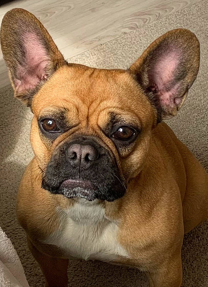 Alba participe au concours pour gagner de l'argent avec cette photo : bulldog, canidae, carnivore, close_up, comfort, companion_dog, dog, dog_breed, ear, fawn, french_bulldog, head, nose, snout, sporting_group, terrestrial_animal, toy_dog, whiskers, working_animal, wrinkle