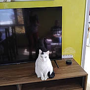 Plume D'Ange a rejoint le concours — aidez-le/la à gagner de superbes lots ! animal, black_markings, cat, chair_reflection, cozy, curious, home, indoor, light, living_room, modern_decor, person_reflection, pet, reflection, sitting, tv, tv_stand, white_cat, wooden_furniture, yellow_wall