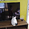 animal, black_markings, cat, chair_reflection, cozy, curious, home, indoor, light, living_room, modern_decor, person_reflection, pet, reflection, sitting, tv, tv_stand, white_cat, wooden_furniture, yellow_wall