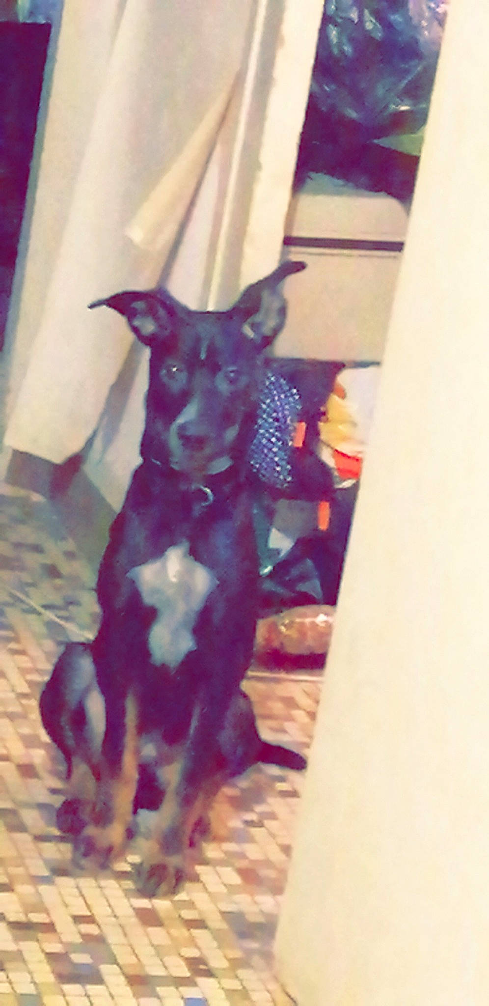 Rocky participe au concours pour gagner de l'argent avec cette photo : canidae, carnivore, collar, companion_dog, dog, dog_breed, dog_collar, dog_supply, electric_blue, fawn, guard_dog, magenta, non_sporting_group, puppy, snout, sporting_group, toy_dog, working_animal, working_dog