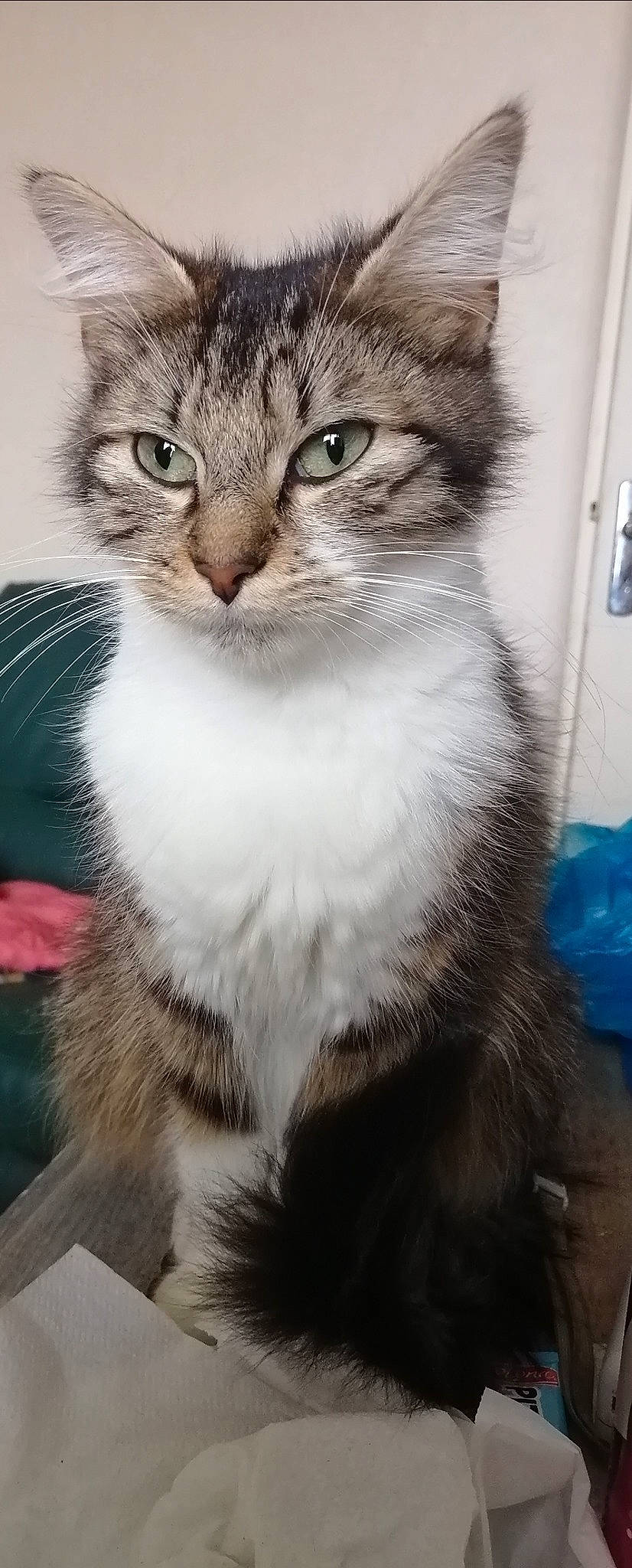 Bounty a rejoint le concours — aidez-le/la à gagner de superbes lots ! carnivore, cat, claw, domestic_short_haired_cat, felidae, fur, paw, small_to_medium_sized_cats, snout, tail, terrestrial_animal, whiskers, window