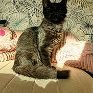 Crokmou a rejoint le concours — aidez-le/la à gagner de superbes lots ! animal, bed, black_cat, blanket, botanical, cat, cozy, ears, fluffy, furry, indoors, pet, pillow, portrait, sitting, sunlight, tail, tropical, wallpaper, whiskers