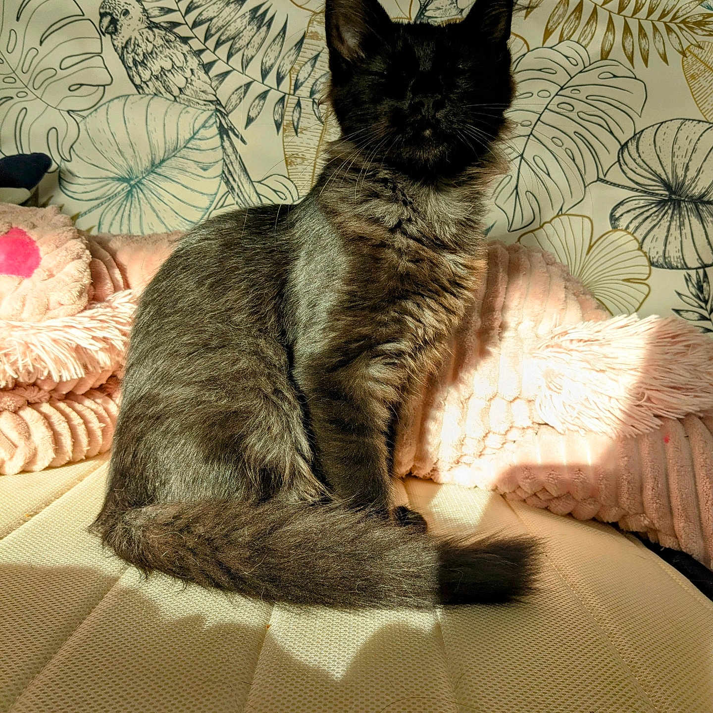 Crokmou a rejoint le concours — aidez-le/la à gagner de superbes lots ! animal, bed, black_cat, blanket, botanical, cat, cozy, ears, fluffy, furry, indoors, pet, pillow, portrait, sitting, sunlight, tail, tropical, wallpaper, whiskers
