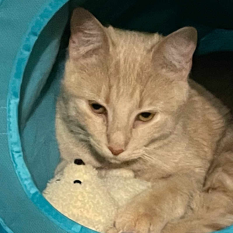 Alex is registered to the contest to win money with this photo: abyssinian, angora, animal, architecture, basket, building, cat, den, doghouse, egyptiancat, homedecor, indoors, kennel, kitten, laundry, manx, outdoors, pet, shelter, siamese