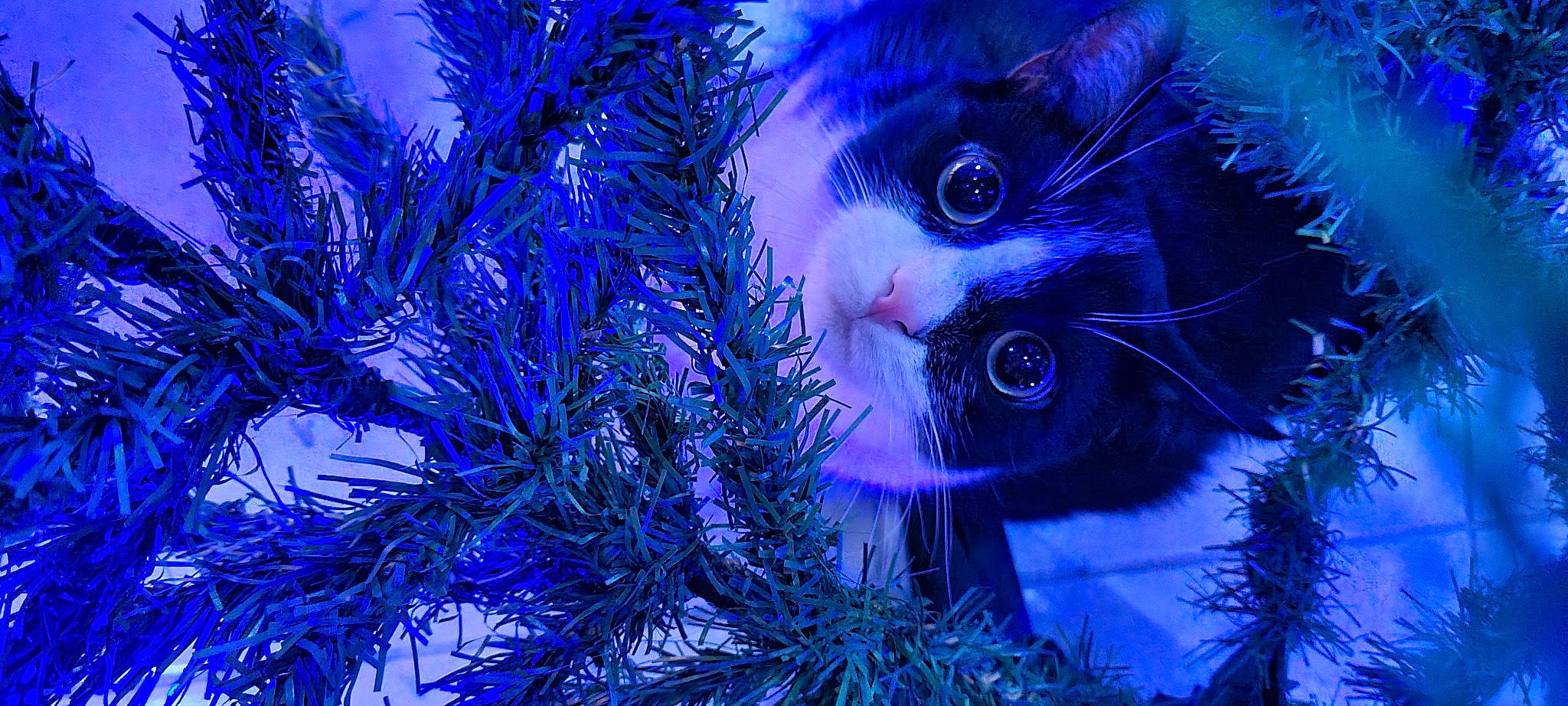 Pichu a rejoint le concours — aidez-le/la à gagner de superbes lots ! art, blue, carnivore, cat, christmas_ornament, christmas_tree, close_up, electric_blue, event, evergreen, felidae, grass, organism, ornament, plant, purple, small_to_medium_sized_cats, snout, tree, whiskers