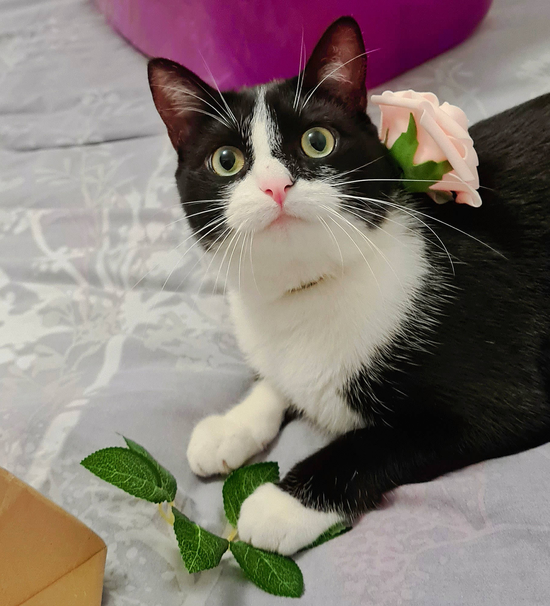 Pichu participe au concours pour gagner de l'argent avec cette photo : carnivore, cat, domestic_short_haired_cat, eye, felidae, foot, formal_wear, fur, green, head, iris, paw, plant, sitting, small_to_medium_sized_cats, snout, tail, terrestrial_animal, whiskers