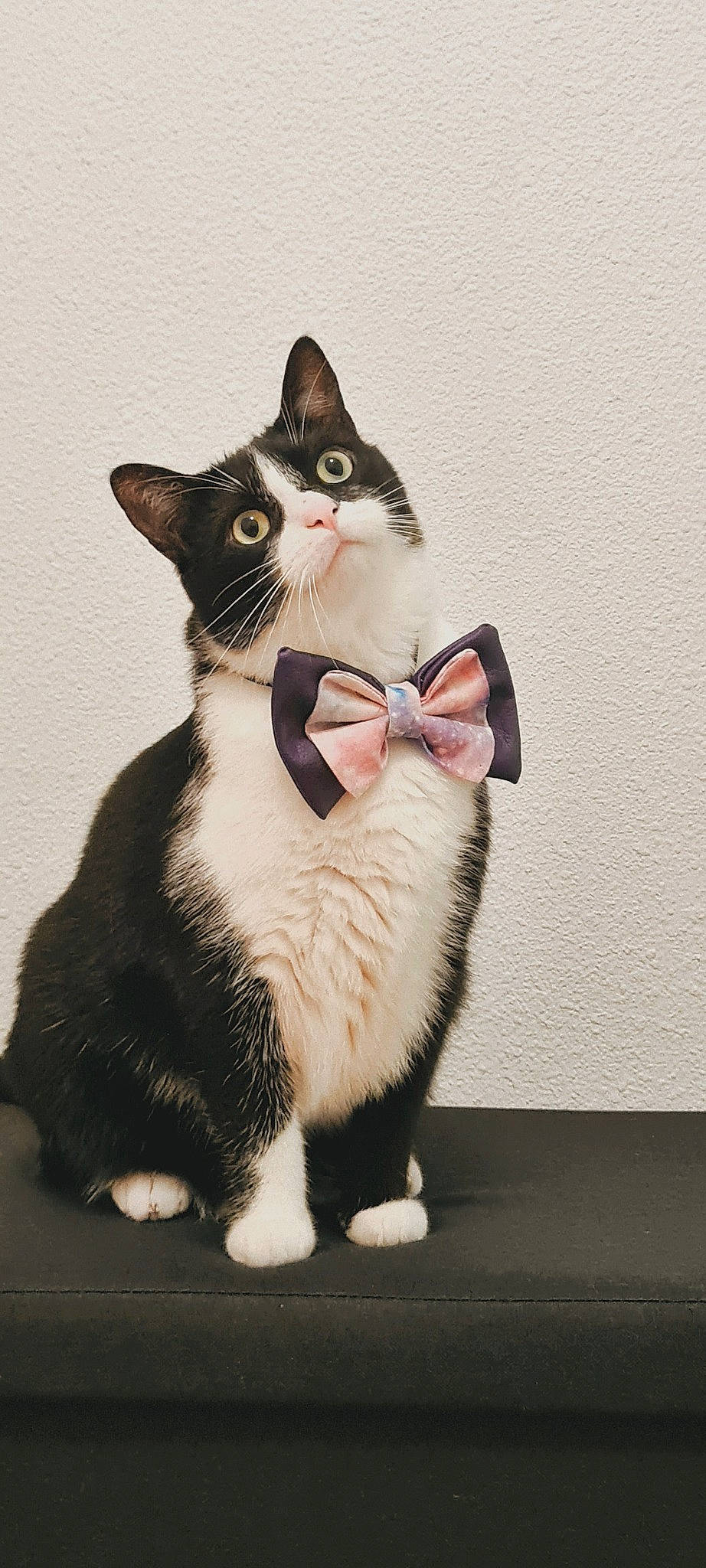 Pichu participe au concours pour gagner de l'argent avec cette photo : carnivore, cat, domestic_short_haired_cat, felidae, foot, formal_wear, fur, paw, sitting, small_to_medium_sized_cats, snout, tail, terrestrial_animal, whiskers