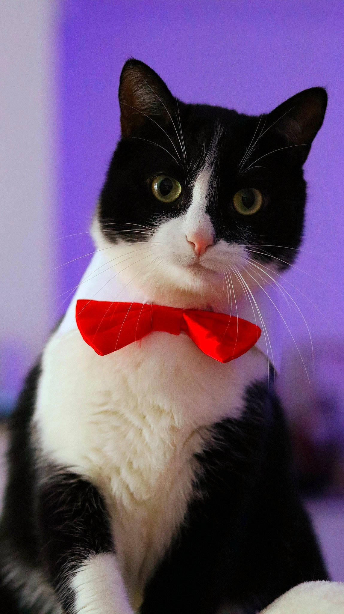 Pichu a rejoint le concours — aidez-le/la à gagner de superbes lots ! carmine, carnivore, cat, collar, domestic_short_haired_cat, felidae, formal_wear, fur, human_leg, mammal, small_to_medium_sized_cats, snout, tail, terrestrial_animal, whiskers