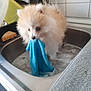 Apollon a rejoint le concours — aidez-le/la à gagner de superbes lots ! puppy, dog, sink, blue_cloth, soap_bubbles, kitchen, tile_wall, towel, water, fur, pet, animal, bath_time, white, cream, small, domestic, cute, wet, playful