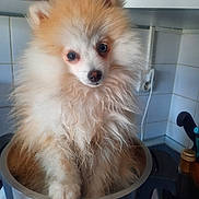 Apollon participe au concours pour gagner de l'argent avec cette photo : dog, puppy, pomeranian, fluffy, pet, kitchen, pot, tile, countertop, cute, curious, small, domestic_animal, indoors, animal, fur, face, looking, household, companion